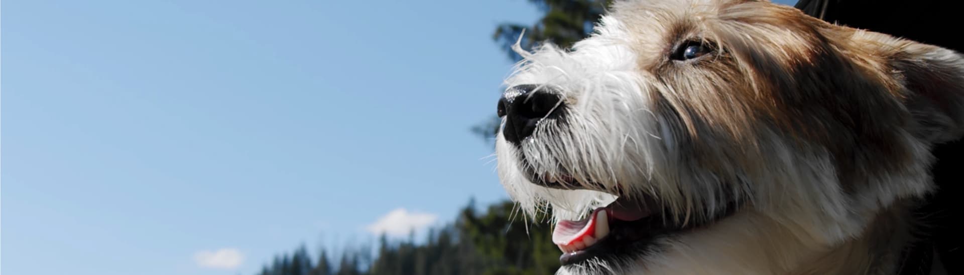 Nutriment Company (Voff Premium Pet Food)