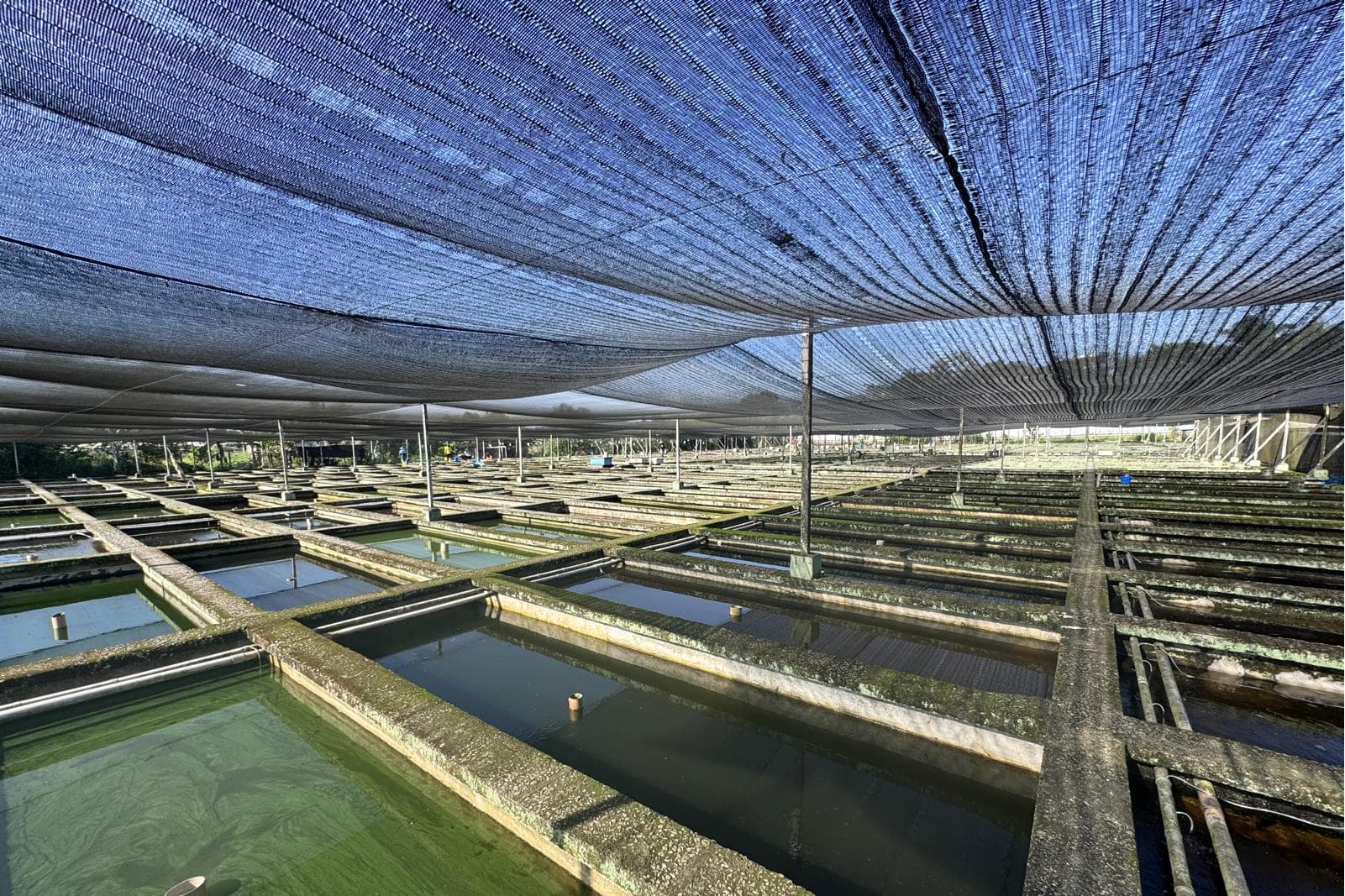 Greeny Aquaculture