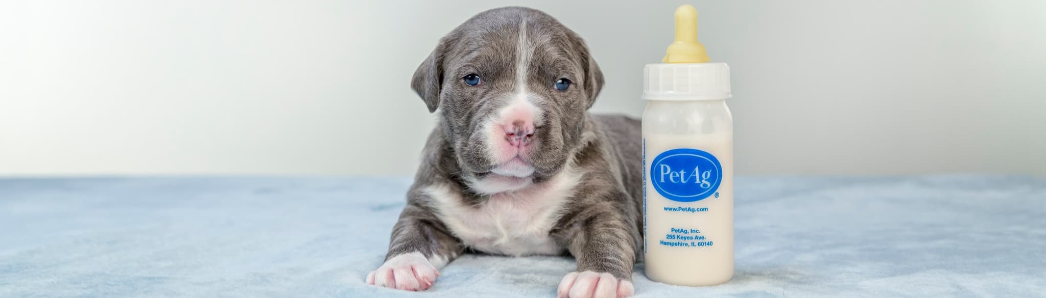 Pet-Ag, Inc