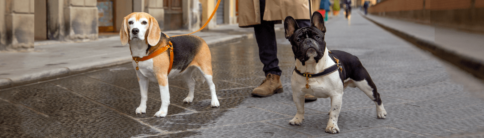Florenze Luxury Leather Pet Accessories