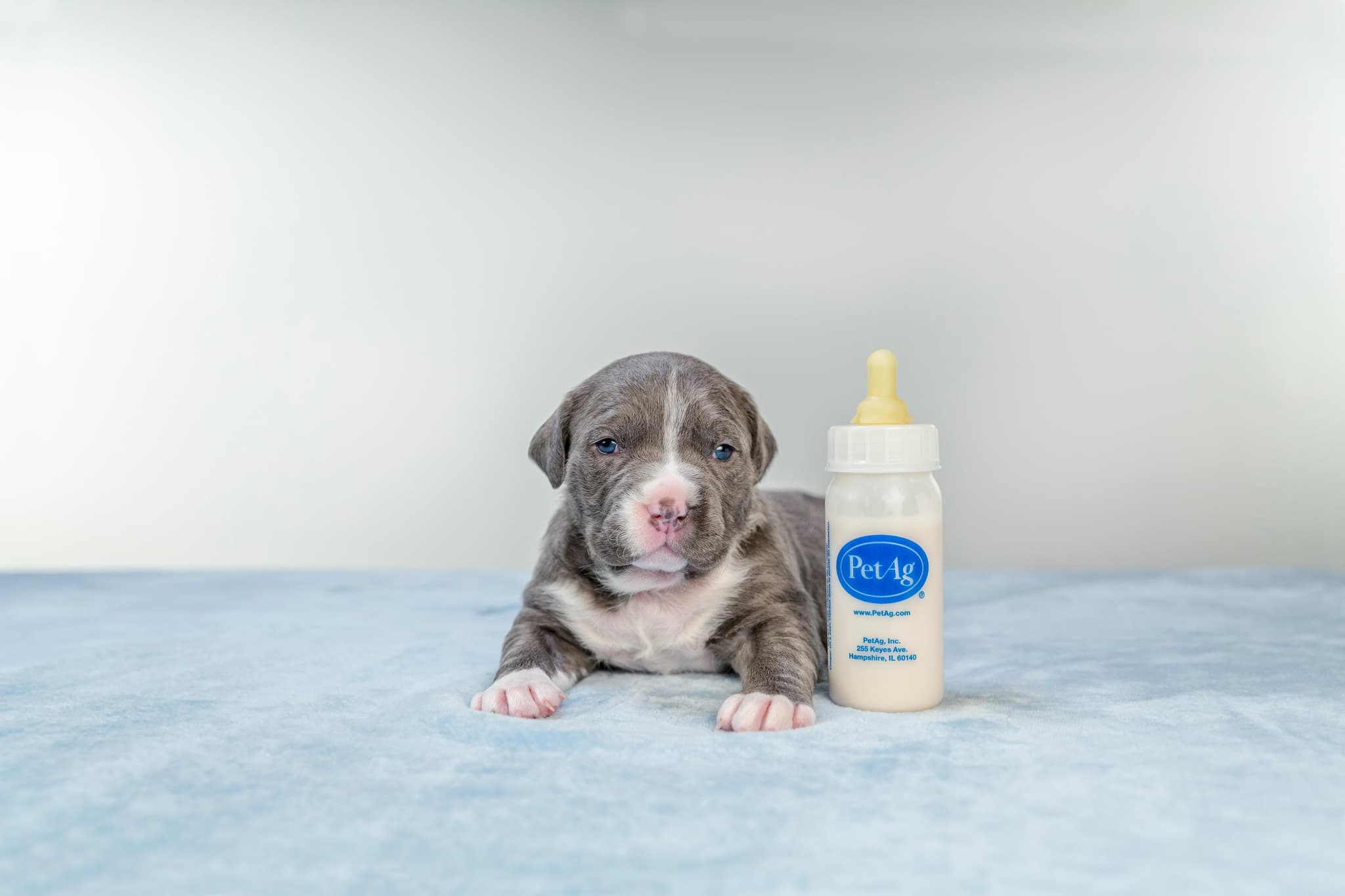 Pet-Ag, Inc