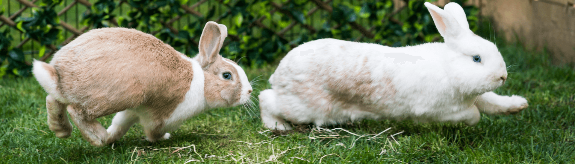Burgess Pet Care