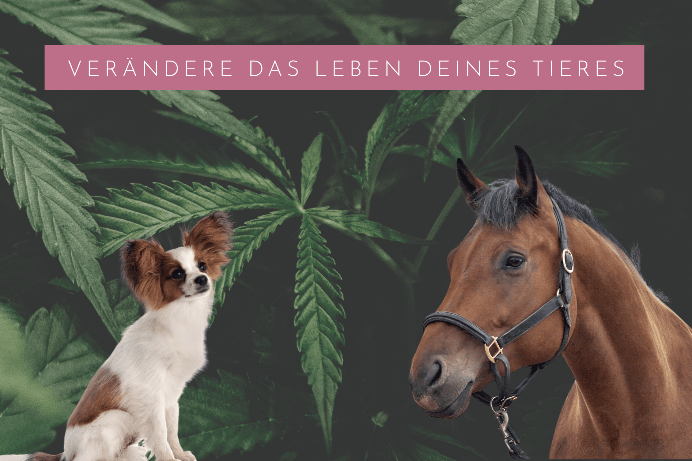 nacani GmbH - CBD for Pets