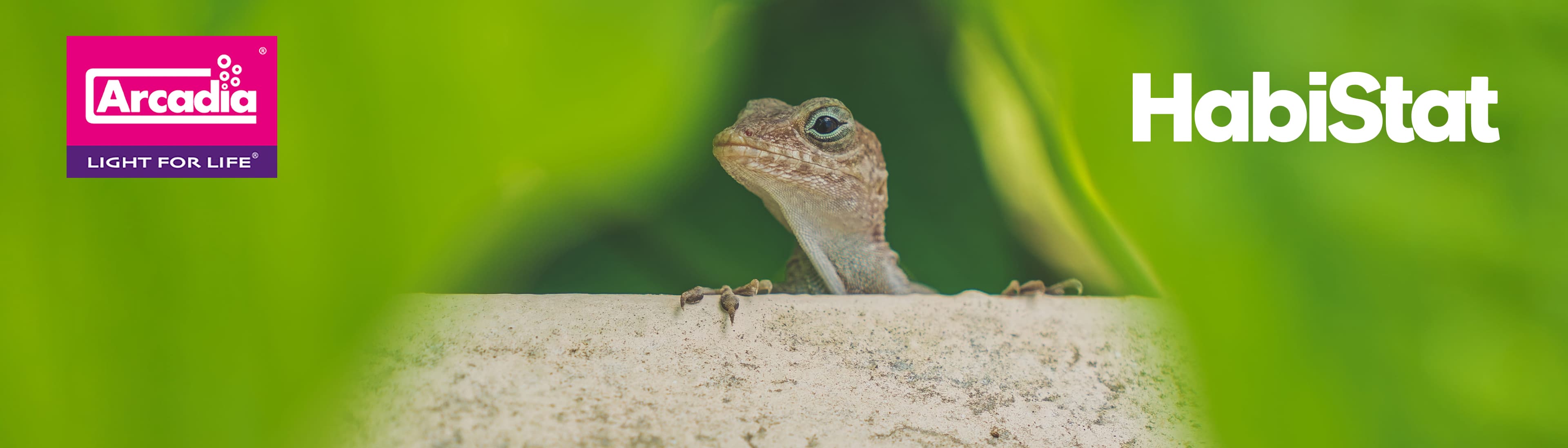 Monkfield Reptile