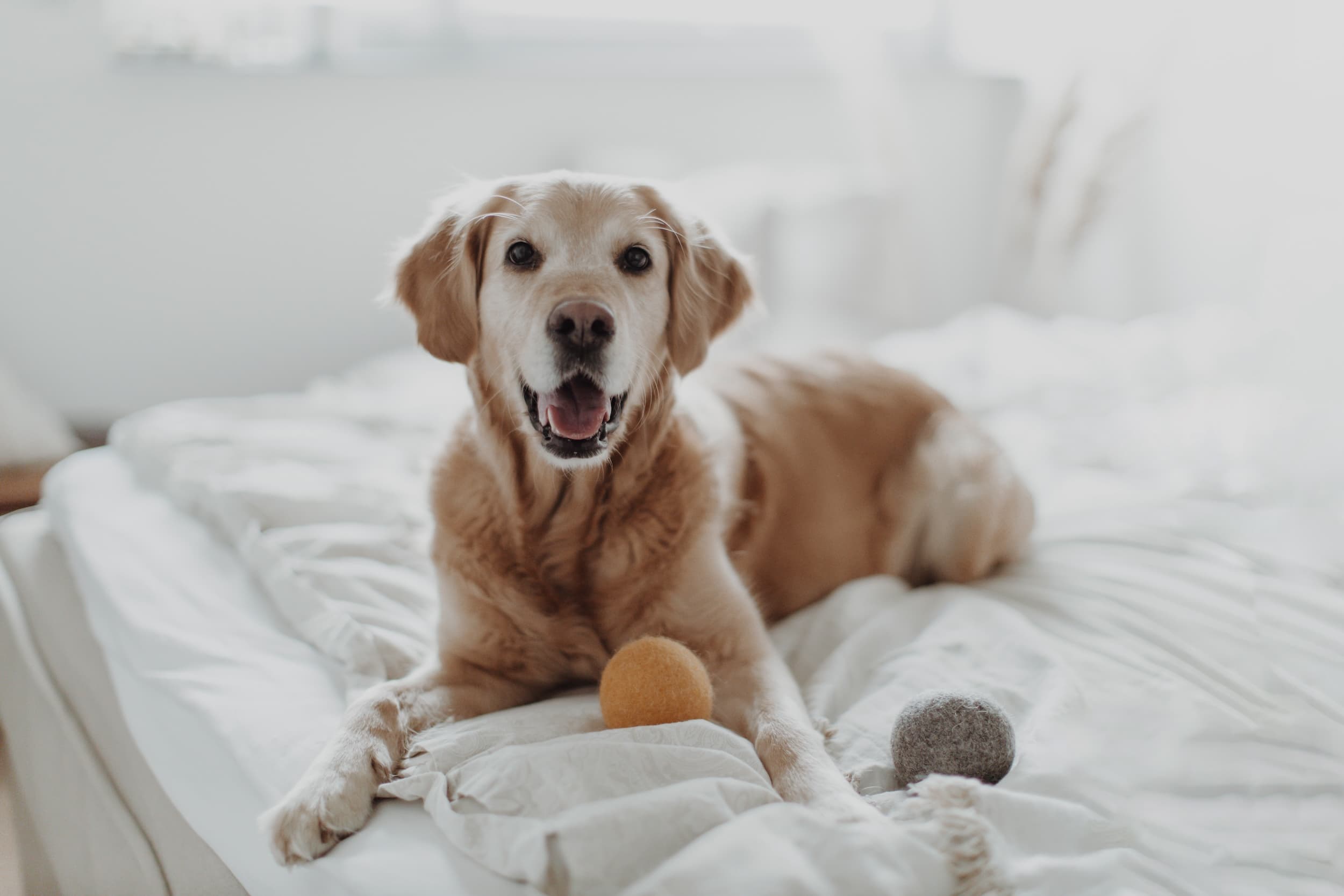 LILL'S ORGANIC DOG STORE