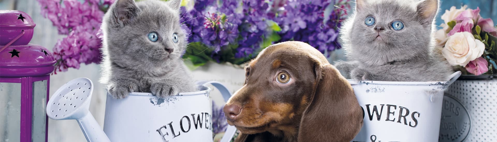 Exclusion Pet Food