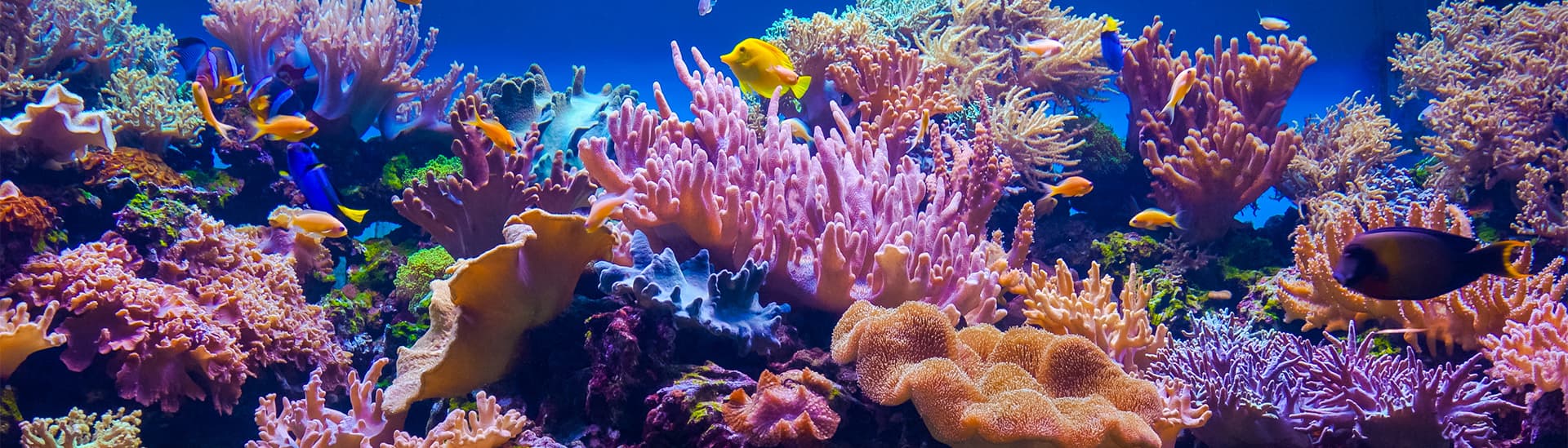 LiveAquaria