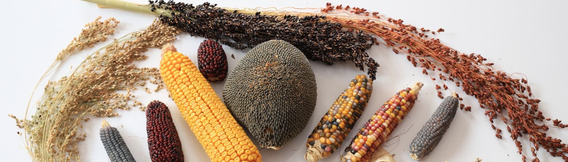Crazy-Crops.com