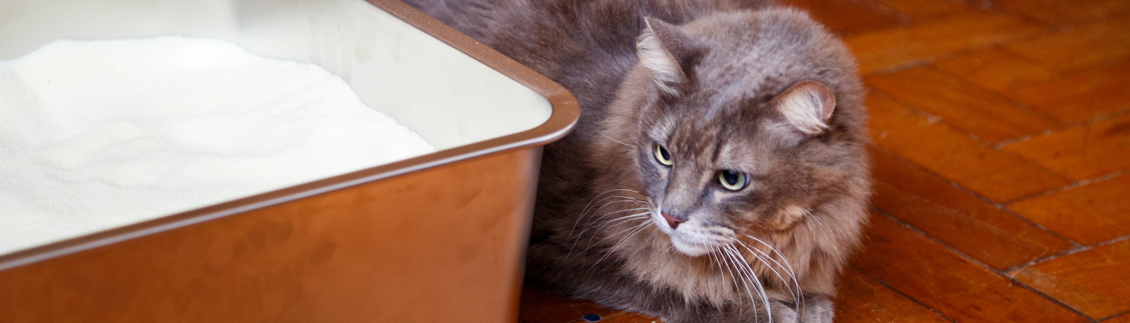 Sustainably Yours Cat Litter