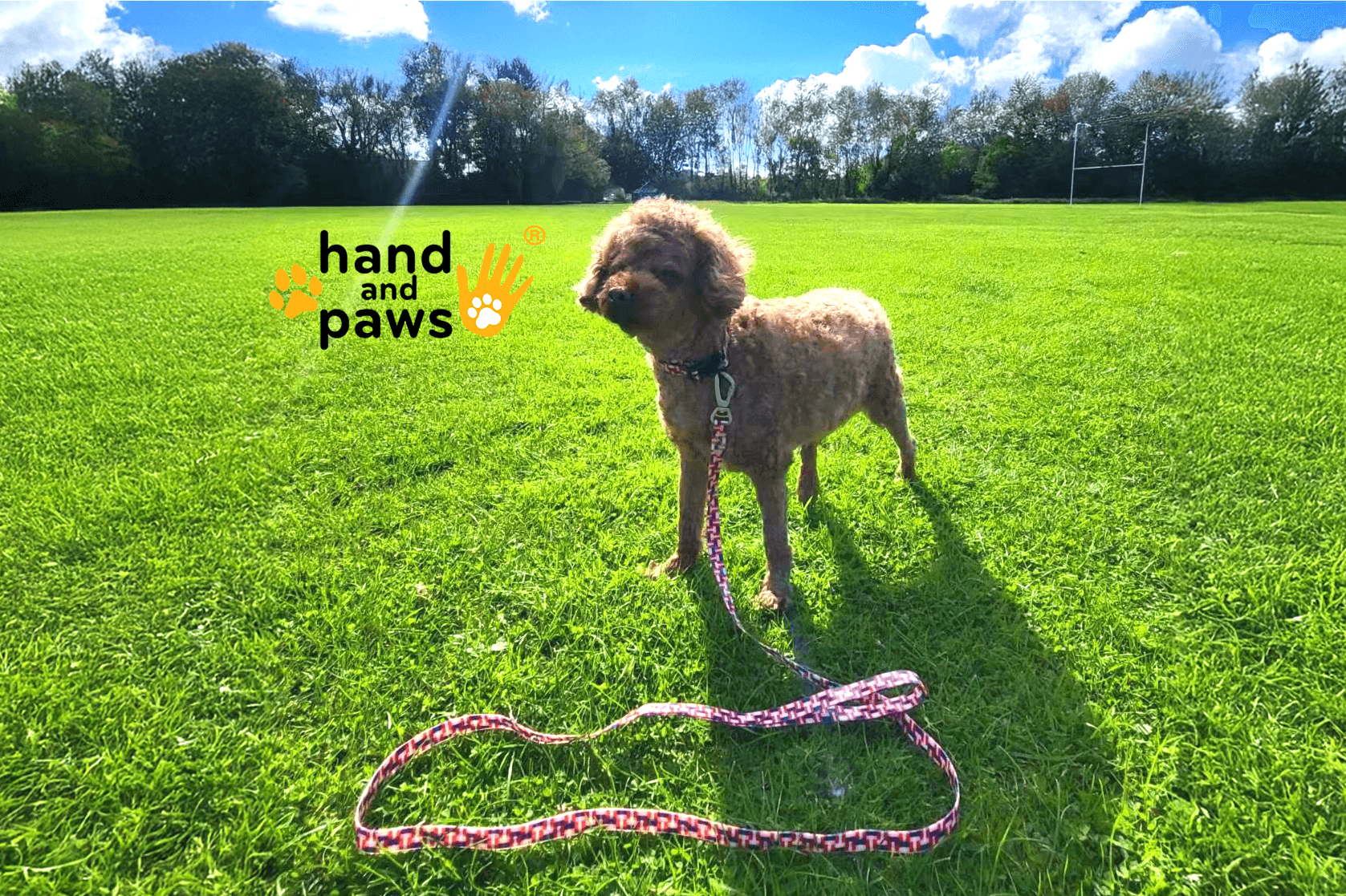 Anvin Ltd - (Hand and Paws)