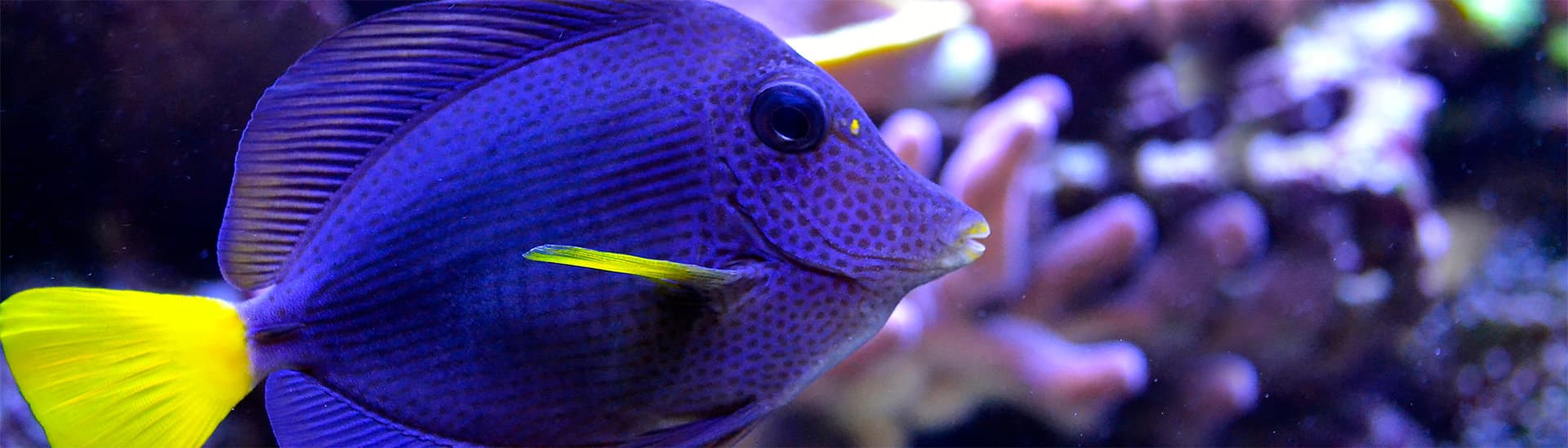 Ocean Nutrition Europe bv
