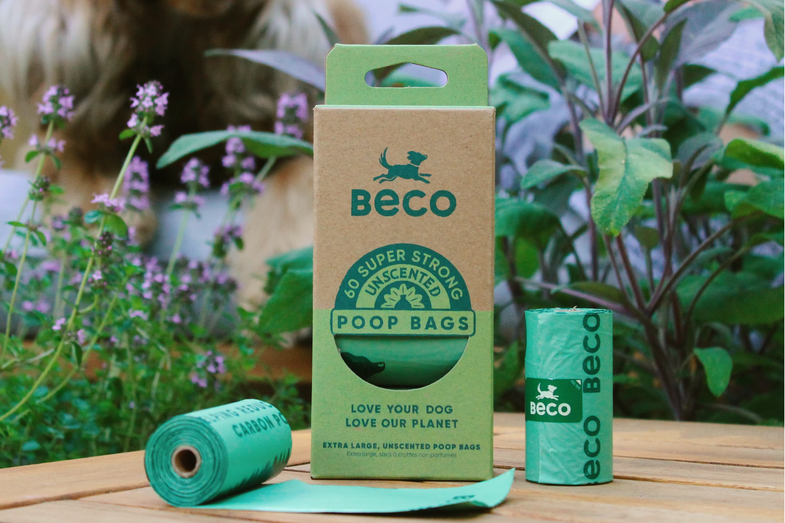 Beco