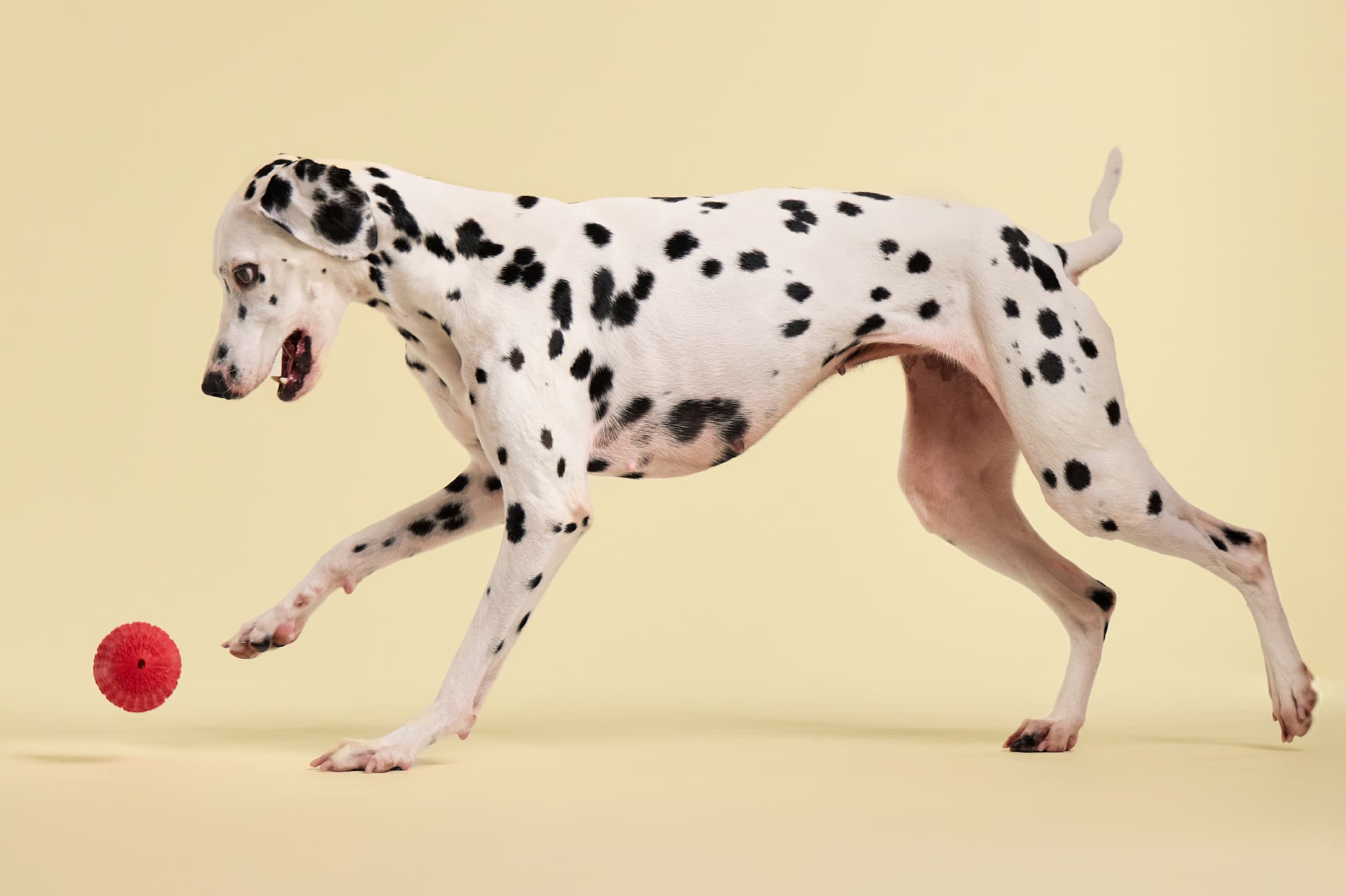 Logical Brands, Inc.