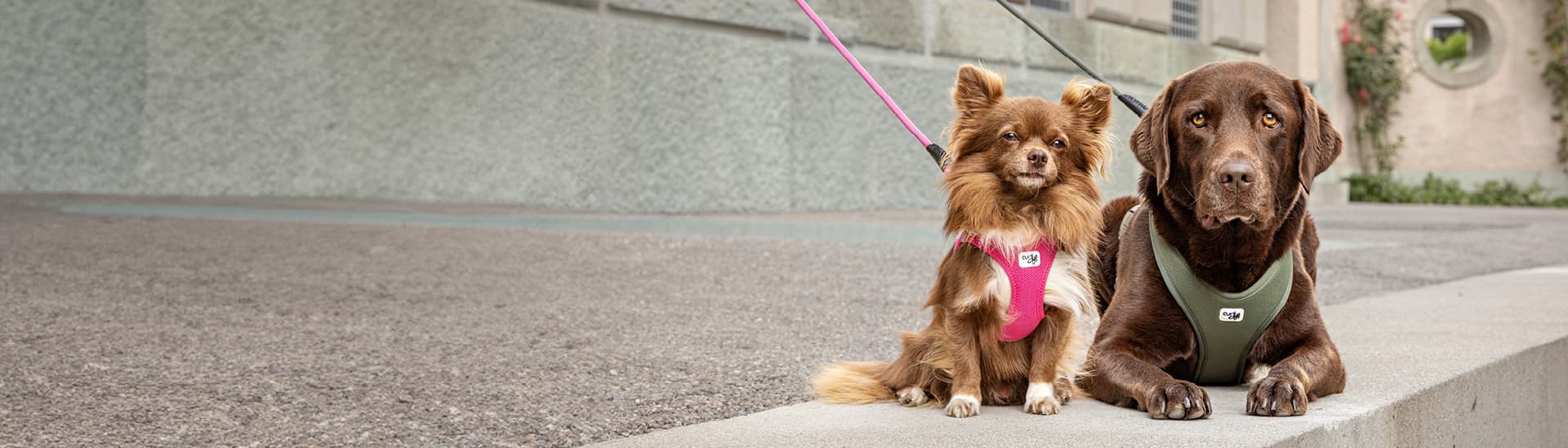 curli - Swiss Harness Specialists