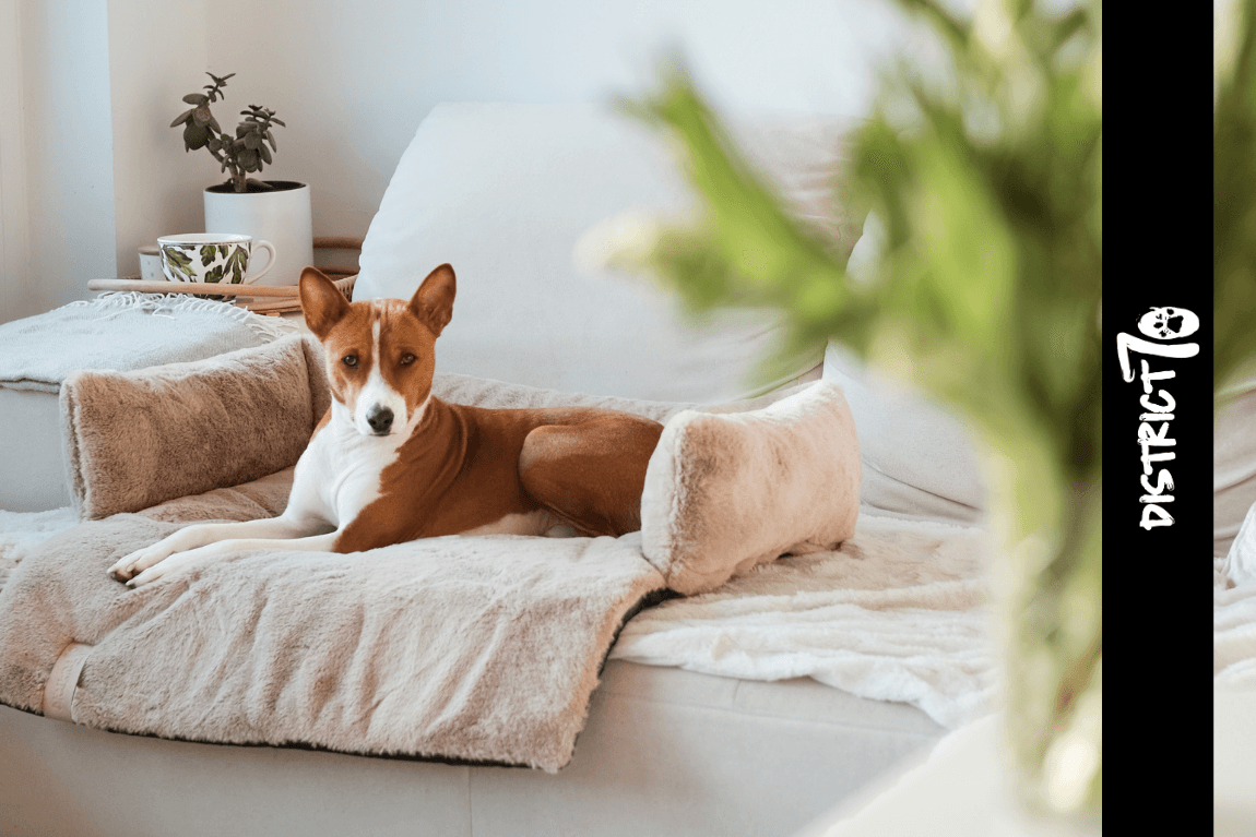 Orange Pet Brands