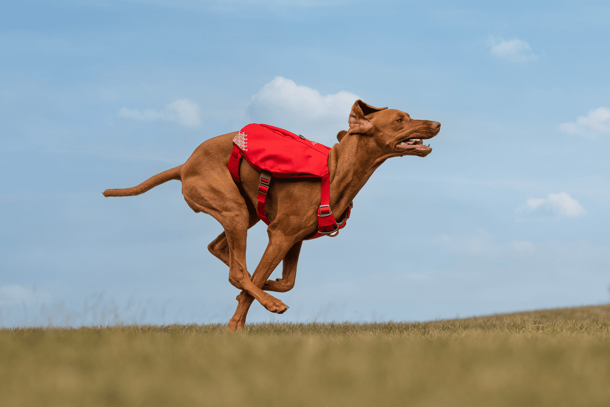 Creative Pet Alliance (UK) Ltd.