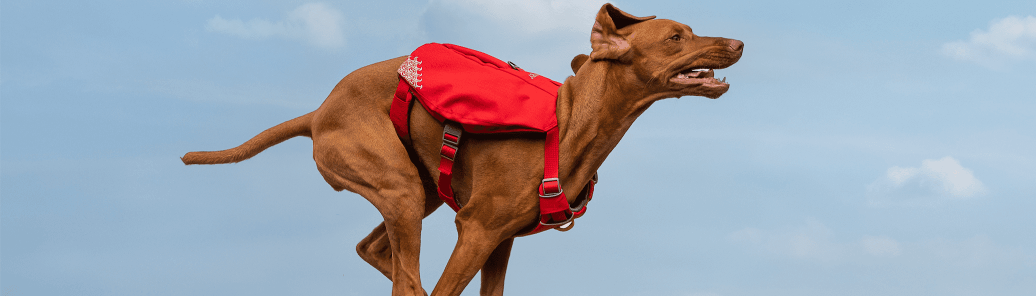 Creative Pet Alliance (UK) Ltd.