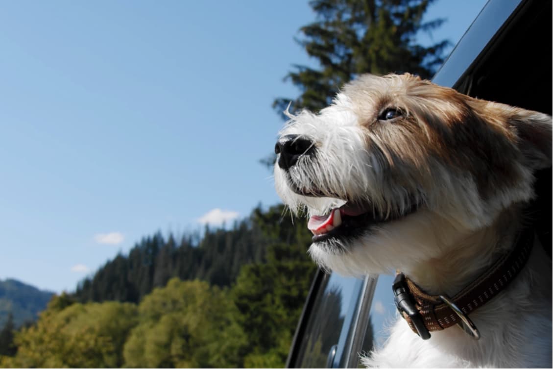 Nutriment Company (Voff Premium Pet Food)