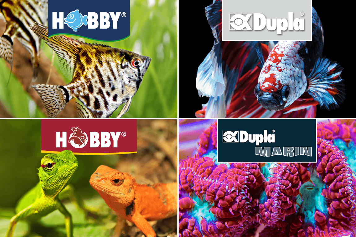 Dohse Aquaristik, Dupla, Hobby