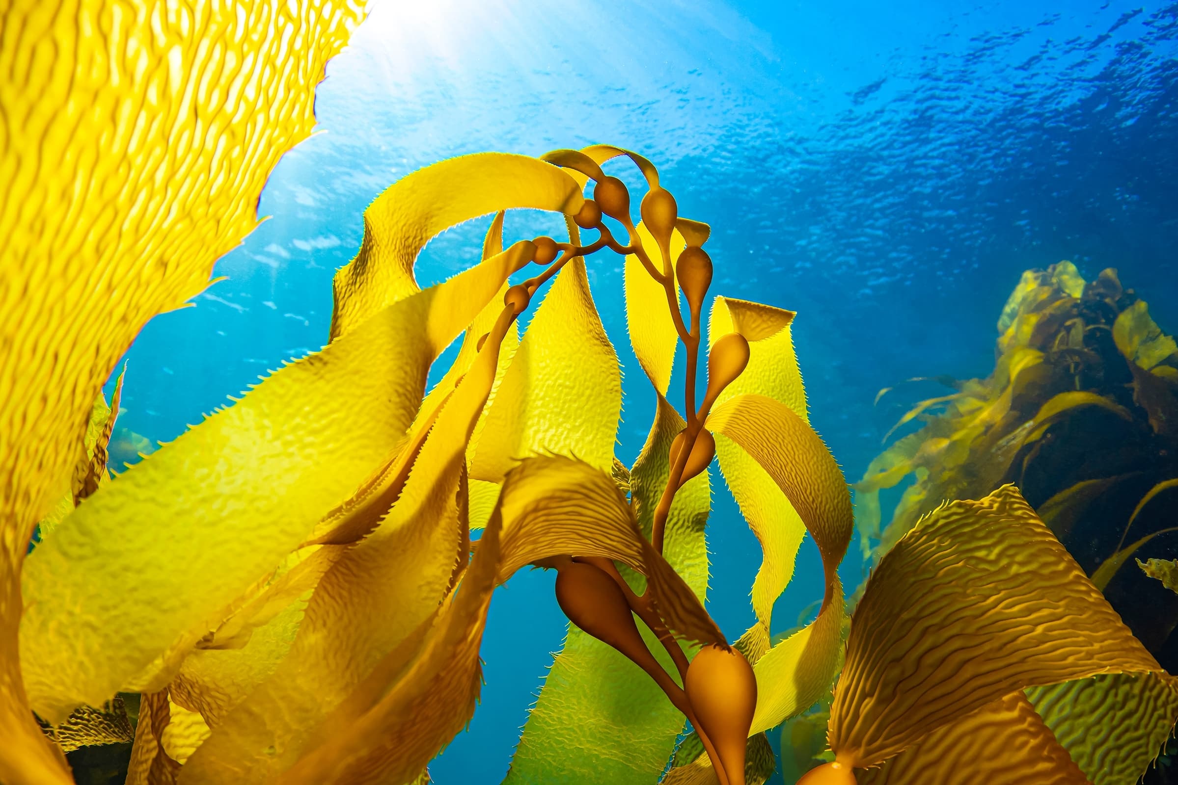 EUROGUM Bang & Bonsomer A/S