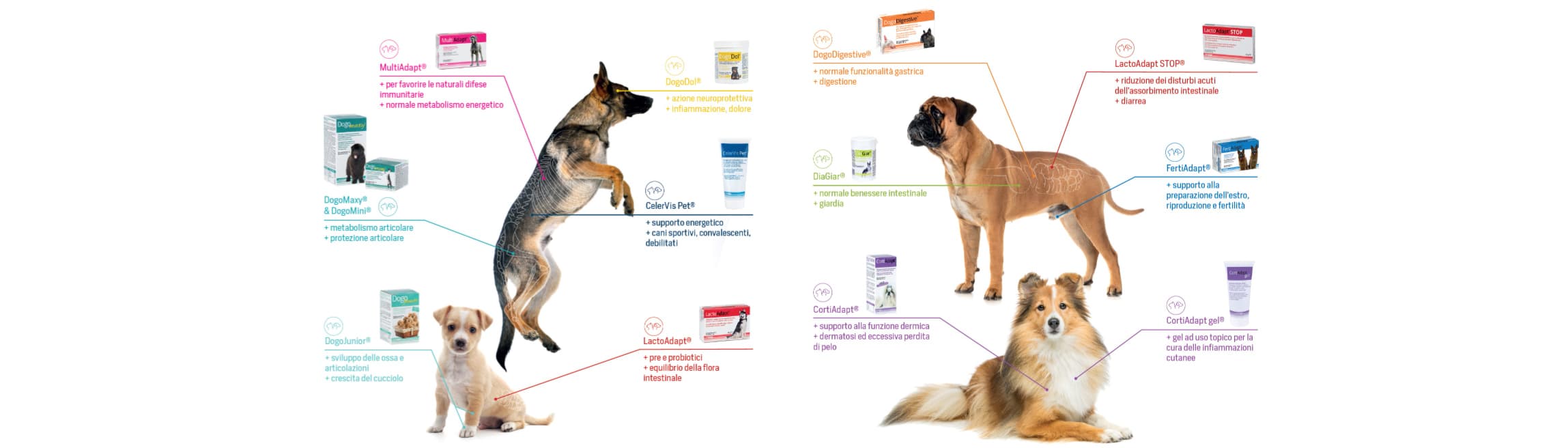 DOGOTEKA srls