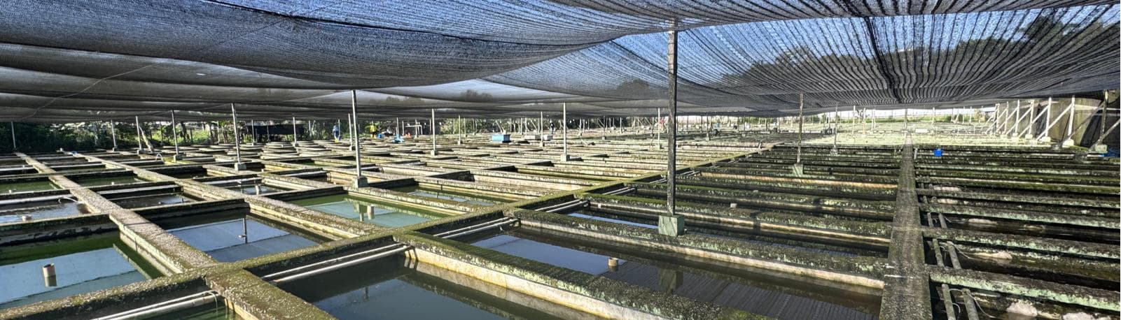 Greeny Aquaculture