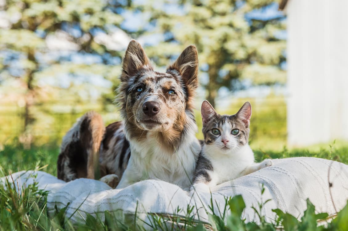 Champion Petfoods Europe BV