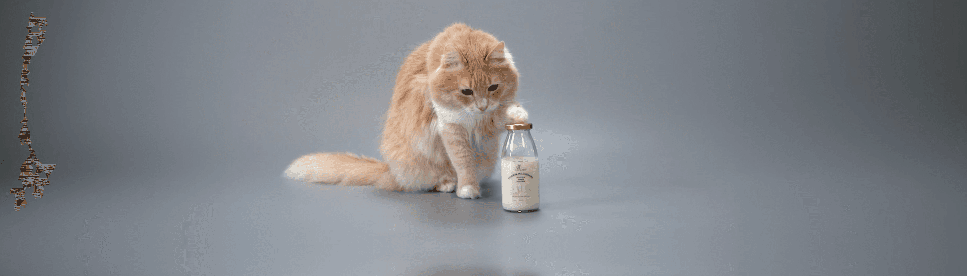 CATLABS GmbH