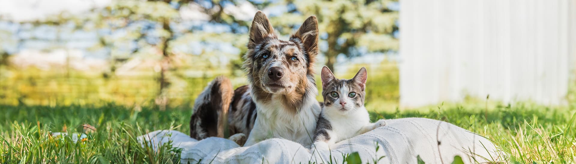 Champion Petfoods Europe BV