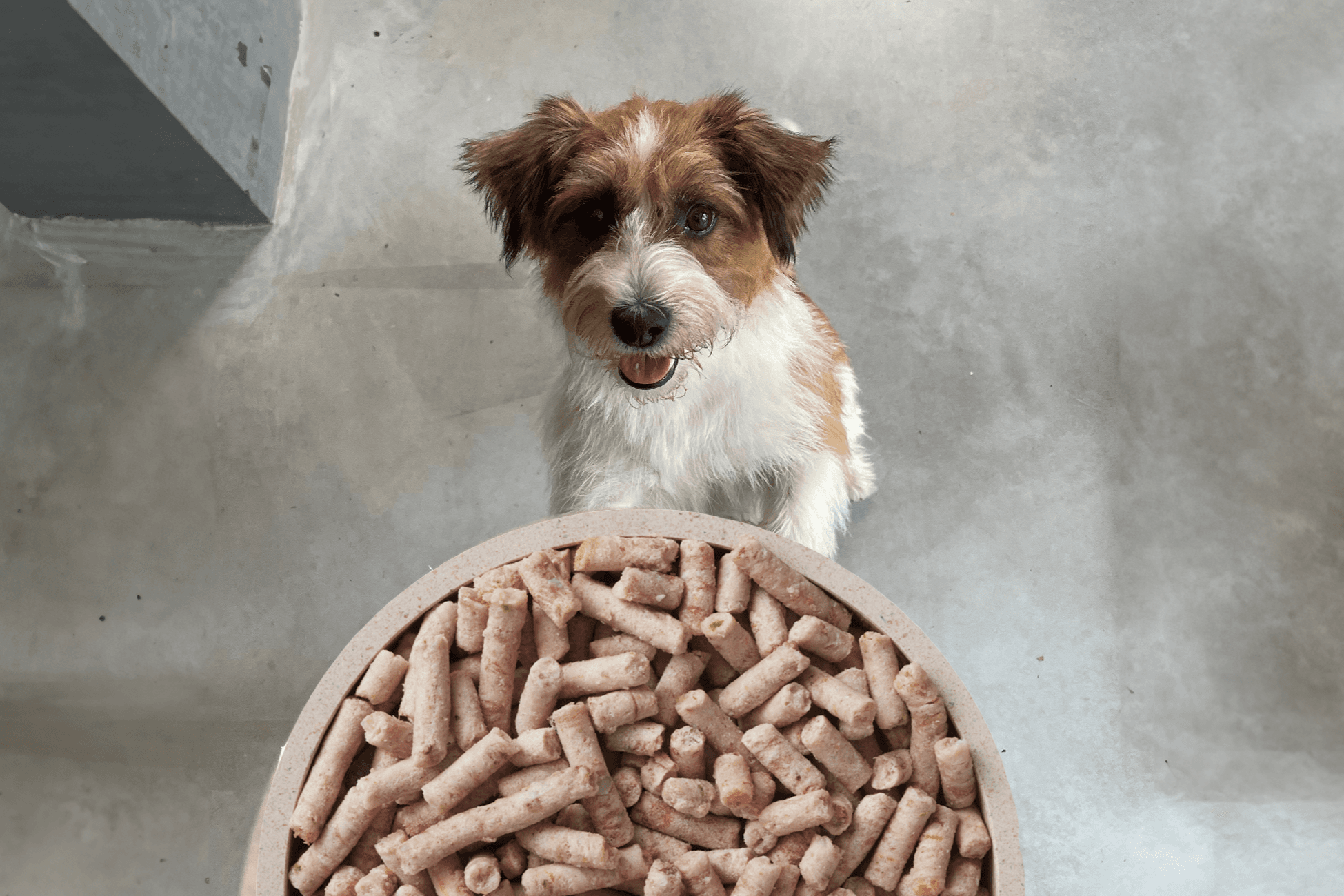 Q-Petfood / PetFoodie