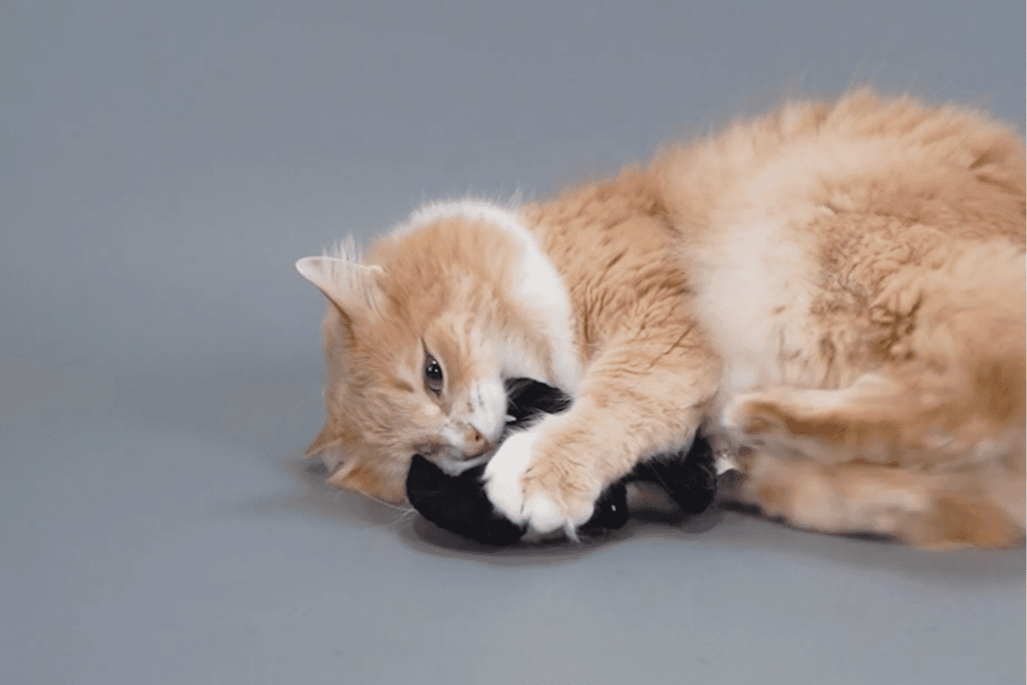 CATLABS GmbH