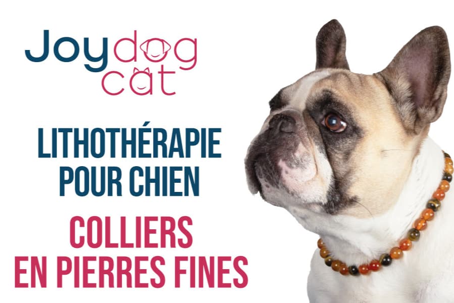 SAS Joy Dog/Cat