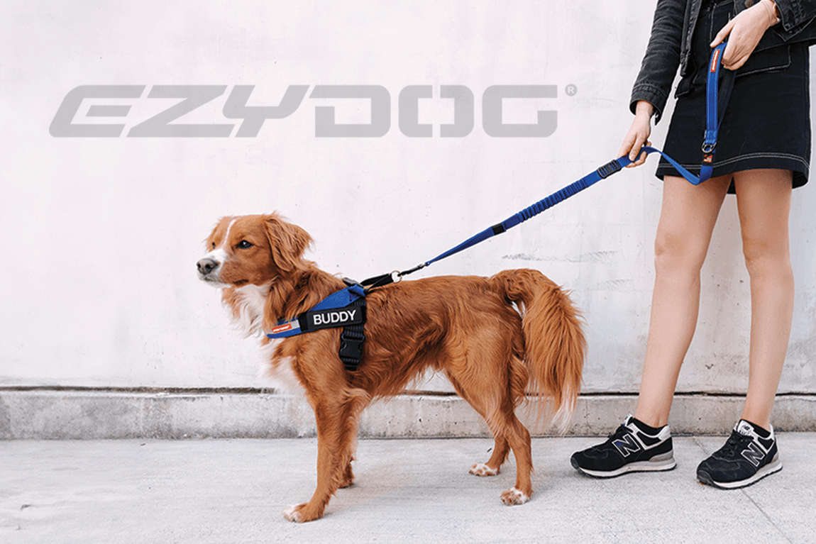 EzyDog