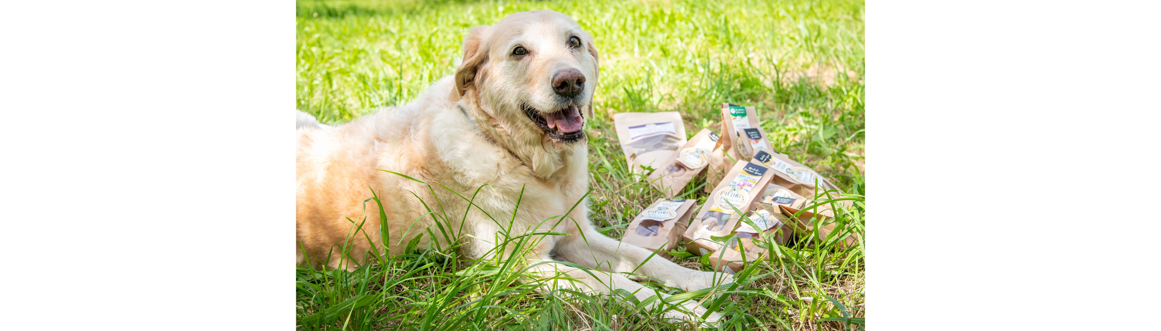 Pauline's Pawtisserie Hundekeksmanufaktur