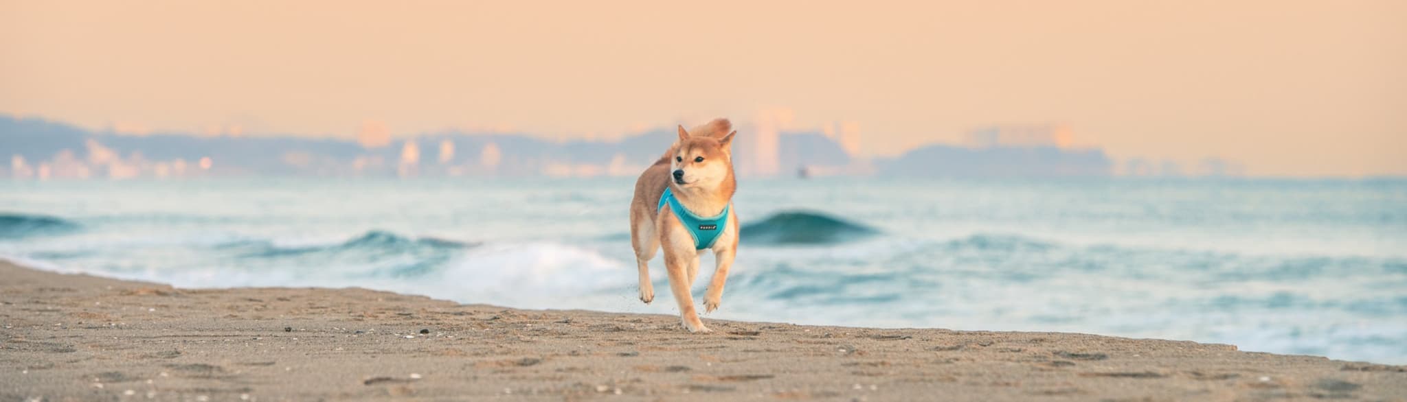 Puppia (Fashion Factory)