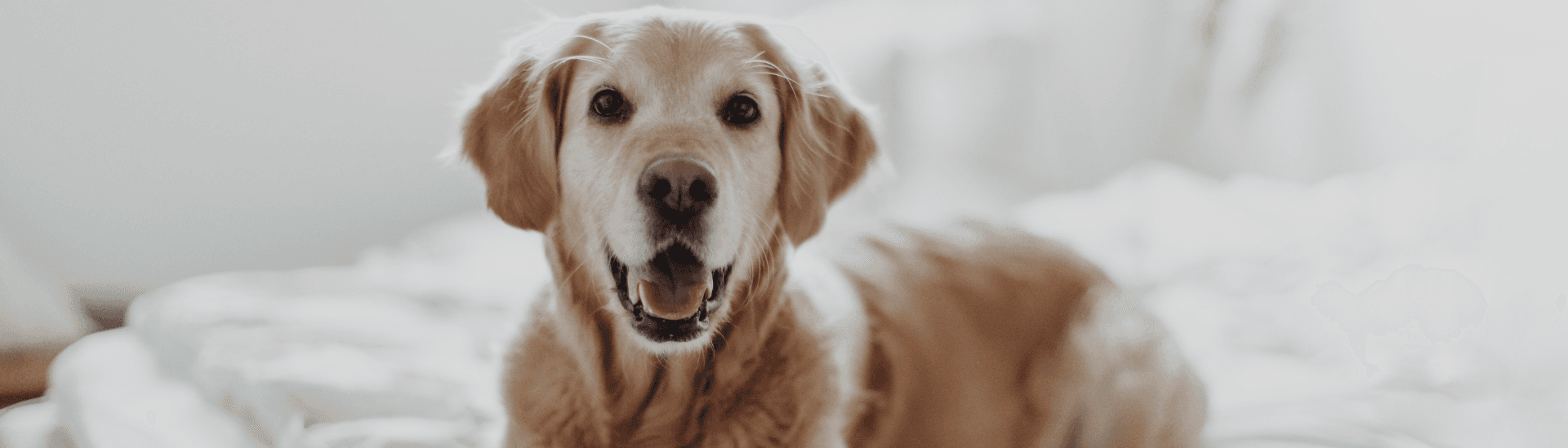 LILL'S ORGANIC DOG STORE