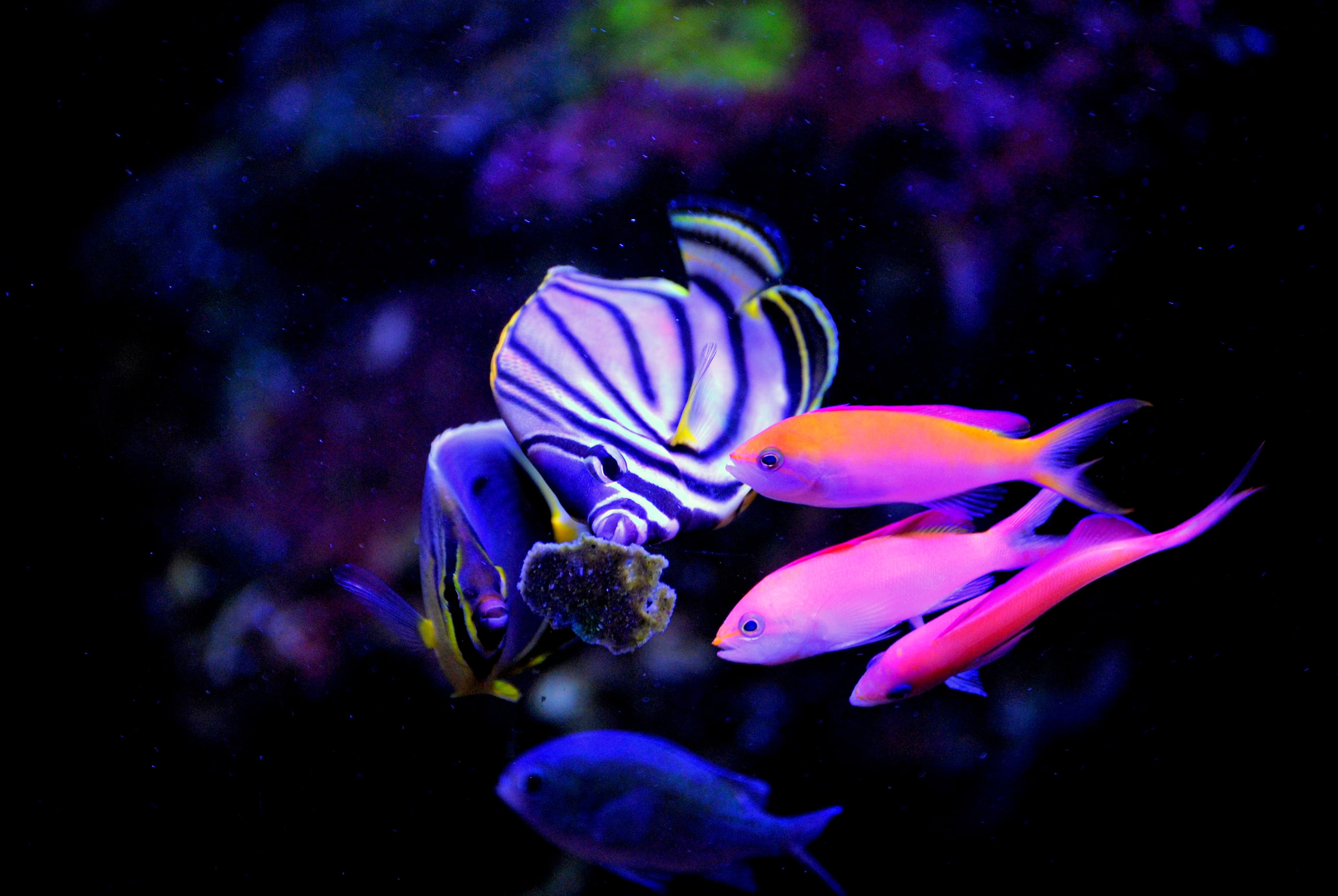 Easy reefs