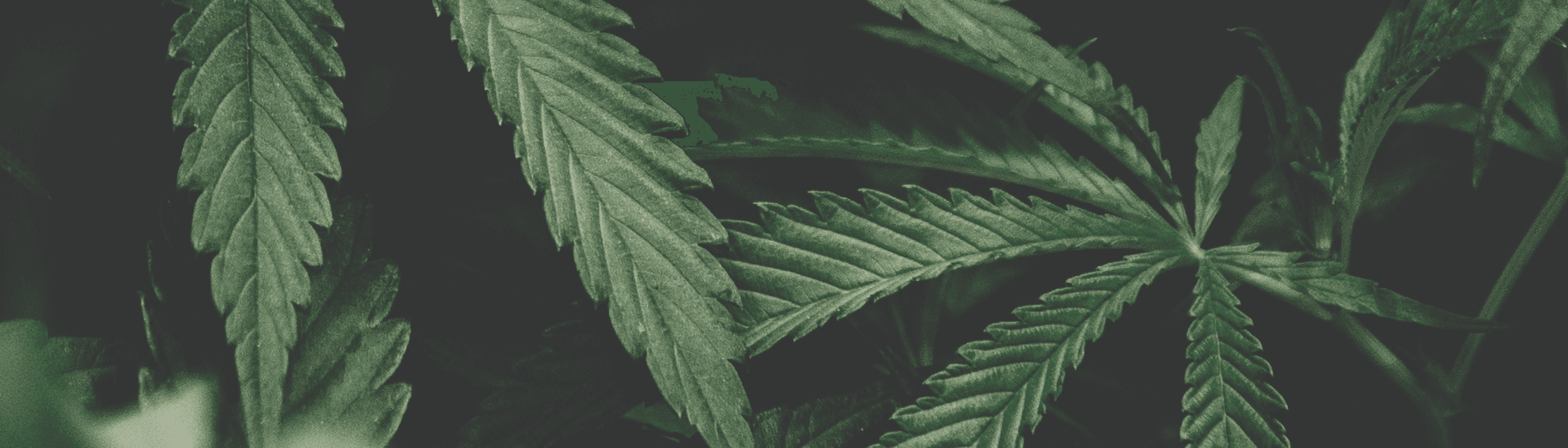 nacani GmbH - CBD for Pets