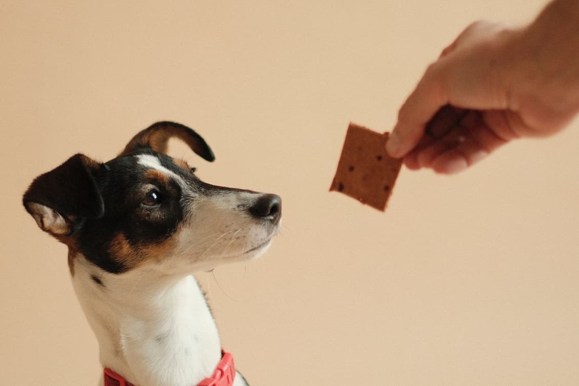 HOLY PULP / Superjuice Ltd.