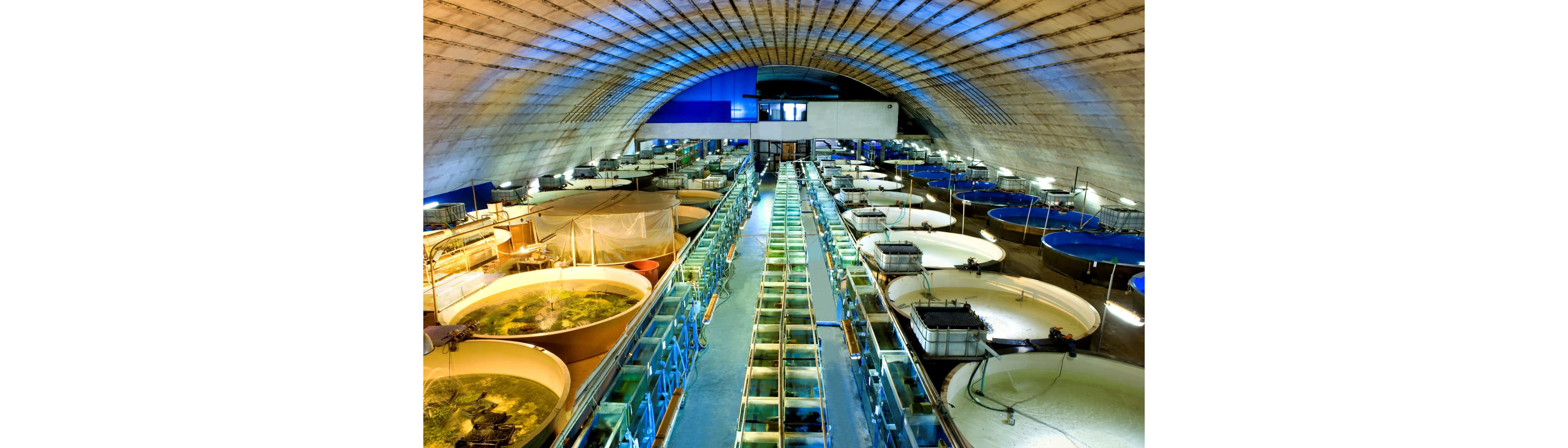 Petra-Aqua wholesaler of tropical fish