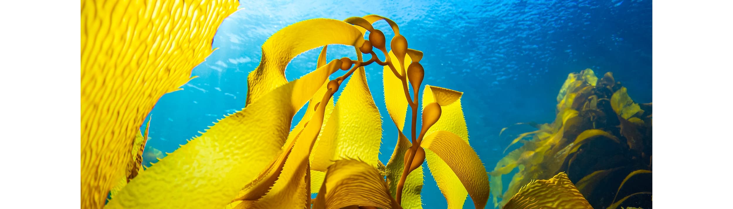 EUROGUM Bang & Bonsomer A/S