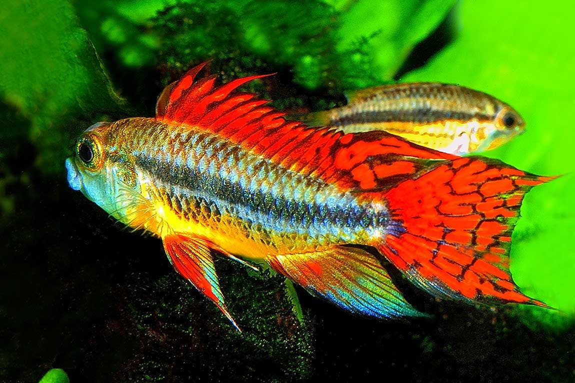 Aquarium Münster Pahlsmeier GmbH