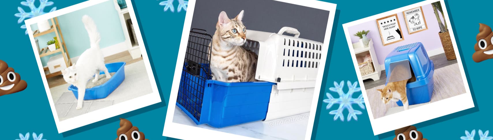 Van Ness Pets