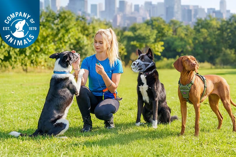 Company of Animals Ltd