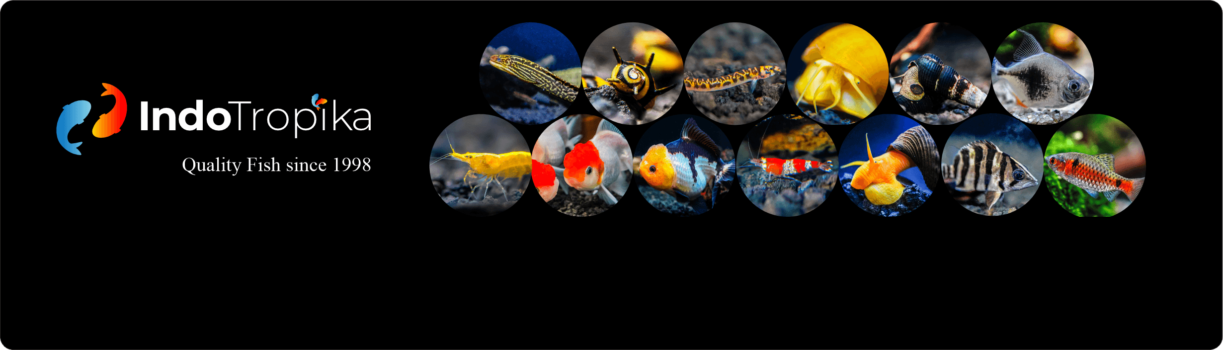 IndoTropika Ornamental Fish