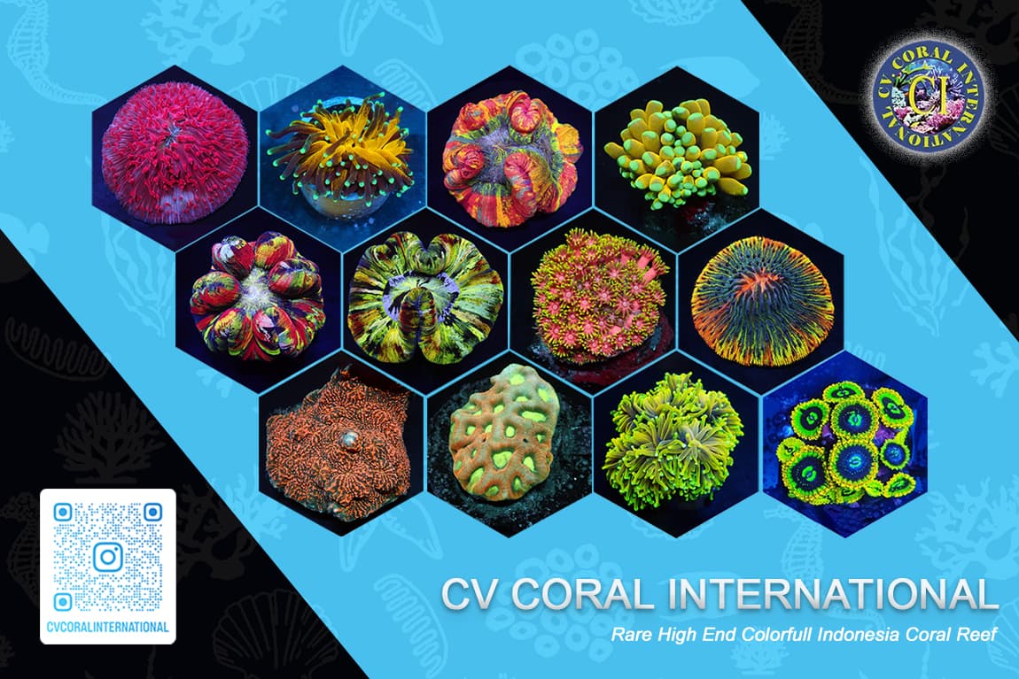 CV CORAL INTERNATIONAL