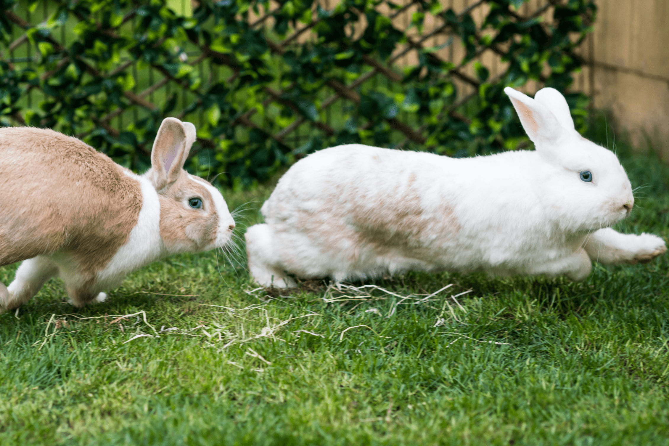 Burgess Pet Care