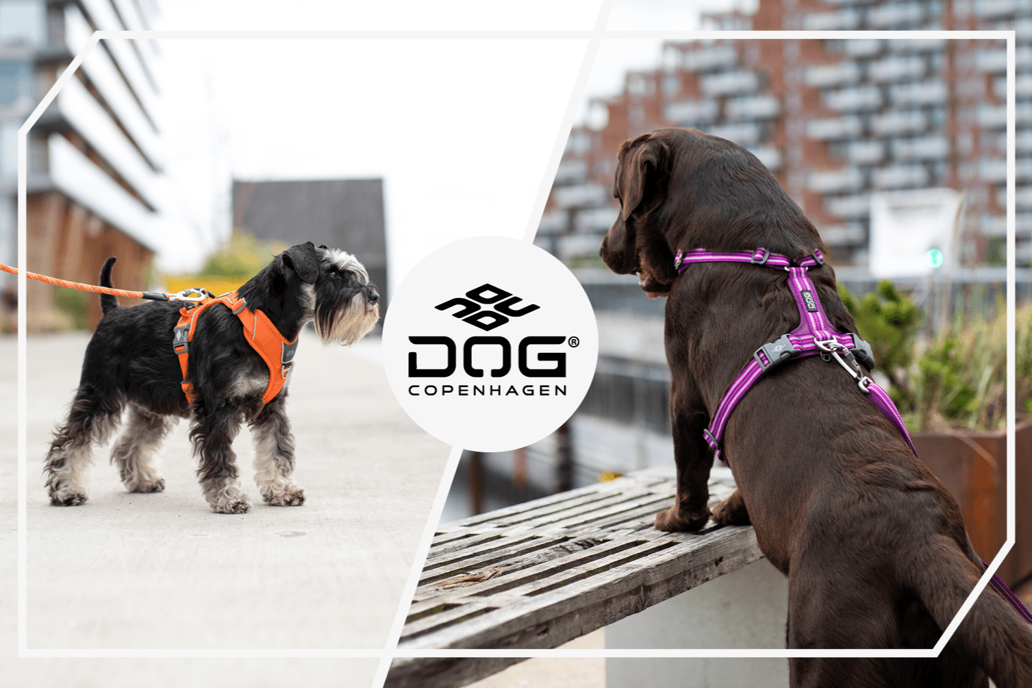 DOG Copenhagen