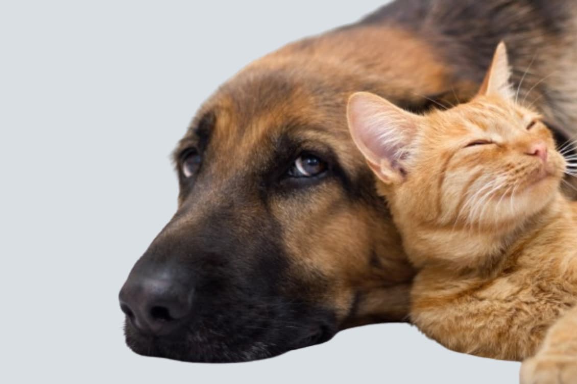 Pet's Heaven