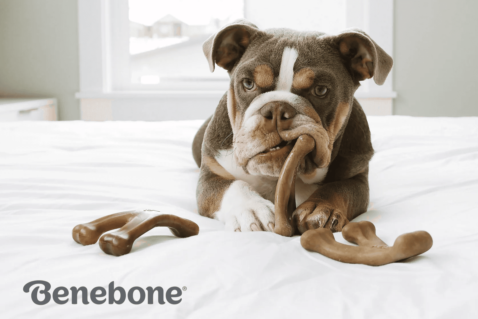 Benebone